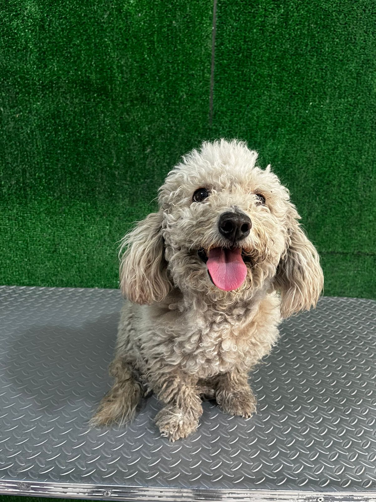 Perro antes del baño